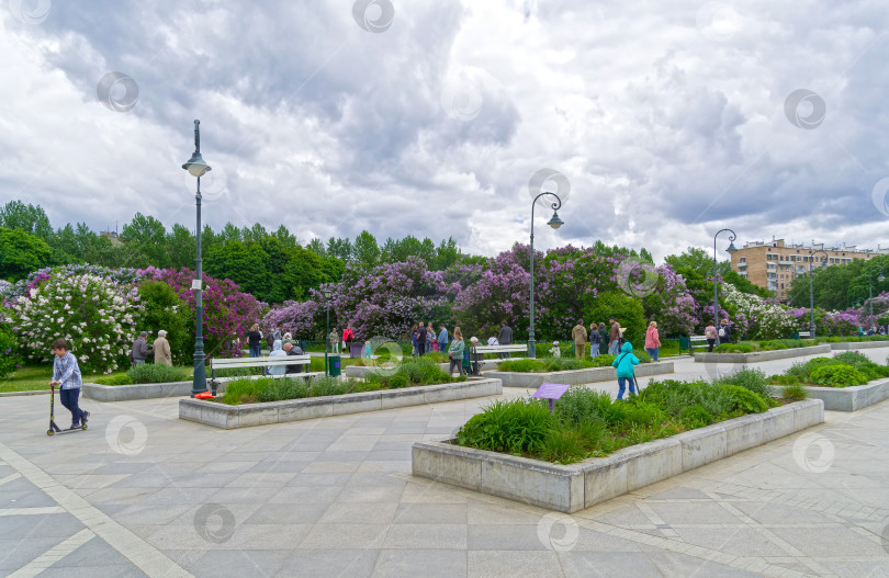 Скачать Цветущая сирень в парке фотосток Ozero