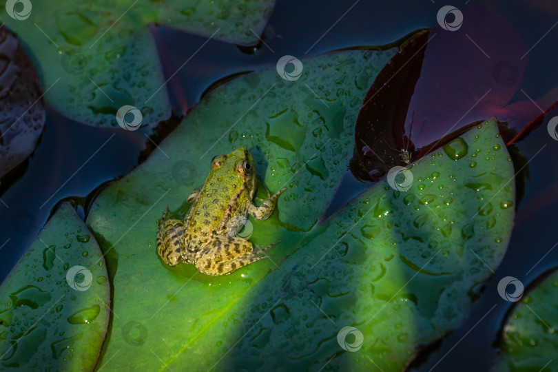 Скачать Очень маленькая молодая лягушка Рана ридибунда (pelophylax ridibundus) сидит в пруду на зеленом листе водяной лилии. Крупный план маленькой лягушки в естественной среде обитания. фотосток Ozero