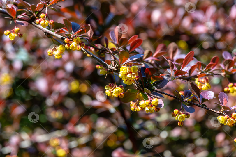 Скачать Весеннее цветение барбариса. Красивые желтые мелкие цветы Berberis thunbergii Atropurpurea на ветвях с фиолетовыми листьями на фоне красивого боке фотосток Ozero