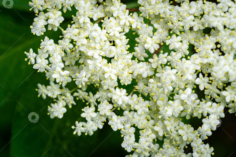 Скачать Макрос нежного удивительного цветения черного самбука (Sambucus nigra) на темно-зеленом фоне сада фотосток Ozero