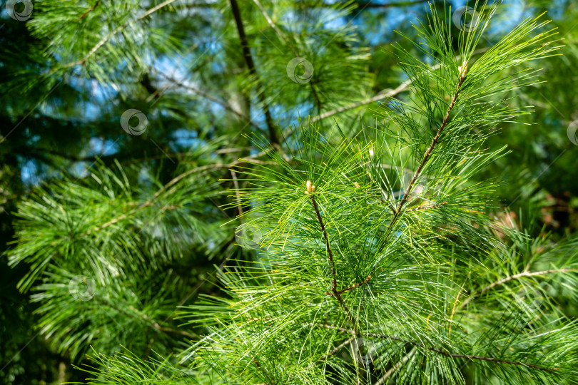 Скачать Молодые побеги на белой сосне Pinus strobus с длинными зелеными иглами. Солнечный день в весеннем саду фотосток Ozero