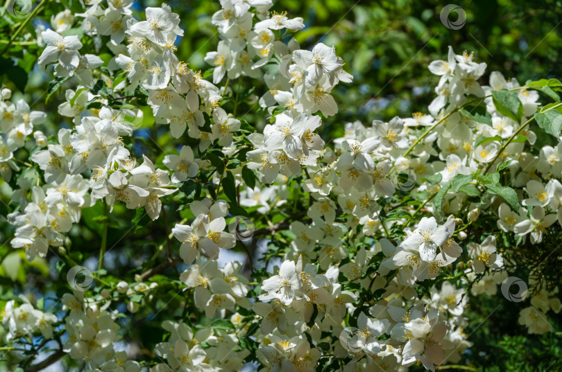 Скачать Мягкий крупный план цветков жасмина Philadelphus lewisii на кусте с размытым фоном в весеннем саду. Выборочный фокус фотосток Ozero