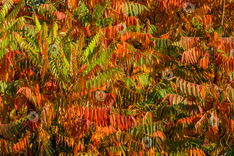 Скачать Осенние краски Rhus typhina (сумах рогатый, Anacardiaceae). Красные, оранжевые, желтые и зеленые листья сумаха. Фон с рисунком естественной текстуры. фотосток Ozero