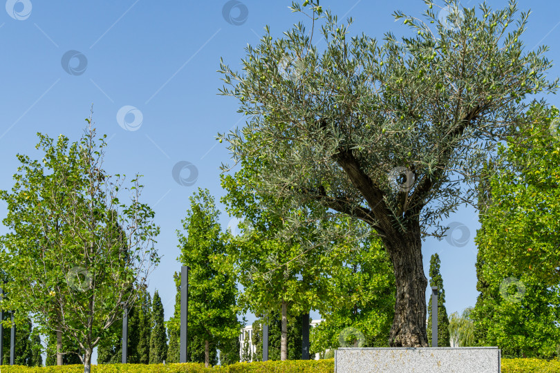 Скачать Красивые оливковые деревья (Olea europaea) в городском парке Краснодара. Общественный ландшафт "Парк Галицкого" для отдыха и прогулок в солнечном сентябре 2020 года. фотосток Ozero