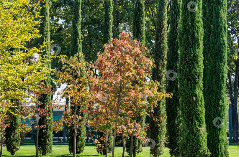 Скачать Крупный план кисличного дерева (Oxydendrum arboreum) с красными листьями и желтыми семенами и группы Cupressus sempervirens или средиземноморского кипариса. В городском парке Краснодара или парке Галицкого осенью 2020 года фотосток Ozero