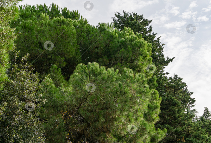 Скачать Крупный план длинных зеленых игл итальянской каменной сосны (Pinus pinea), зонтичной сосны в городском парке Сочи. Золотая осень в знаменитом курортном городе на юге России. фотосток Ozero