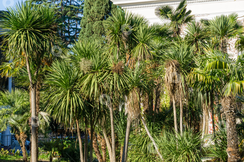 Скачать Пышные зеленые длинные листья на стволе Cordyline australis, широко известного как капустное дерево или капустная пальма. Экзотическое растение в городском парке Сочи фотосток Ozero