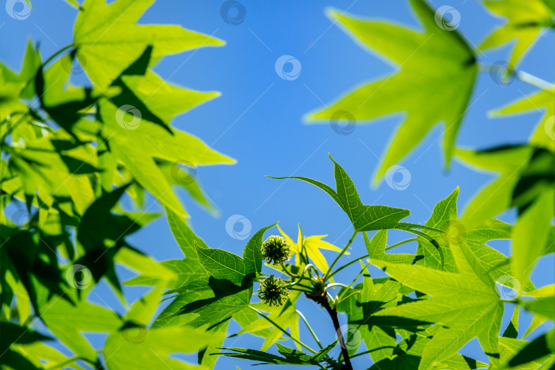 Скачать Ярко-зеленые листья Liquidambar styraciflua, янтарного дерева. Лист крупным планом в фокусе на фоне голубого неба фотосток Ozero