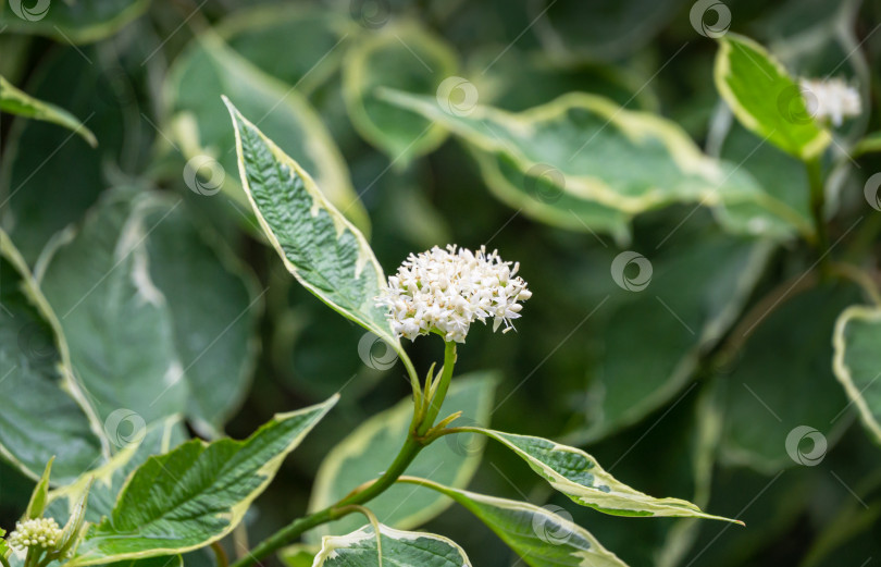 Скачать Белые цветы Cornus alba Elegantissima или Swidina white на размытом зеленом фоне. Цветущая ветка пестрого кустарника в весеннем саду. Выборочный натурный фокус крупным планом. Концепция дизайна фотосток Ozero