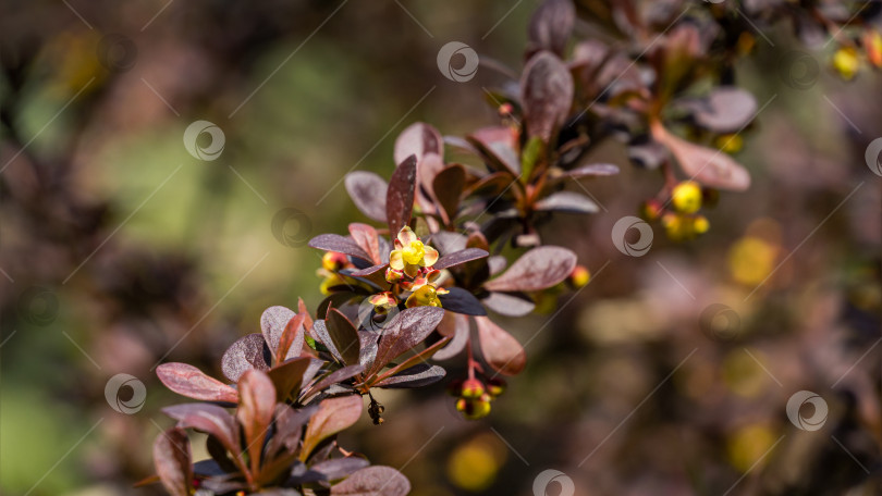 Скачать Цветение барбариса. Красивые желтые мелкие цветы Berberis thunbergii Atropurpurea на ветвях с фиолетовыми листьями на фоне красивого боке. Избирательный фокус. фотосток Ozero