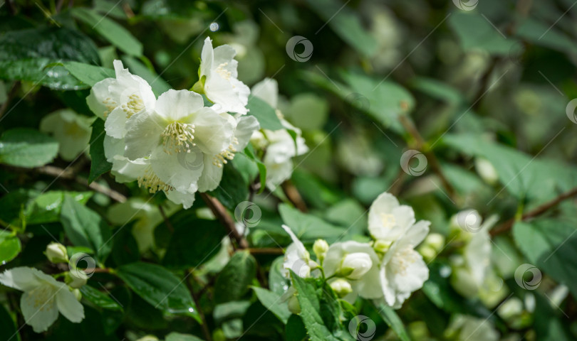 Скачать Белые цветы жасмина Philadelphus coronarius, сладкий муляж апельсина в цвету. Цветущий дикий английский кизил в солнечном весеннем саду. Выборочный фокус крупным планом. Цветочный пейзаж для любых обоев фотосток Ozero