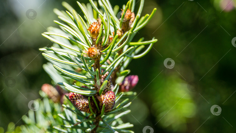 Скачать Молодые розовые мужские сосновые шишки на ветке Picea omorika. Красивая ель с зелеными иголками. Солнечный день в весеннем саду. Концепция природы для дизайна. Крупный план. Выборочный фокус. Место для вашего текста. фотосток Ozero