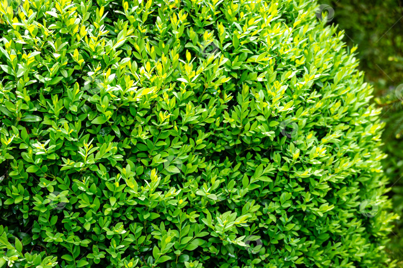 Скачать Яркая блестящая молодая зеленая листва самшита Buxus sempervirens - идеальный фон для любой природной тематики. Стена из самшита в естественных условиях фотосток Ozero