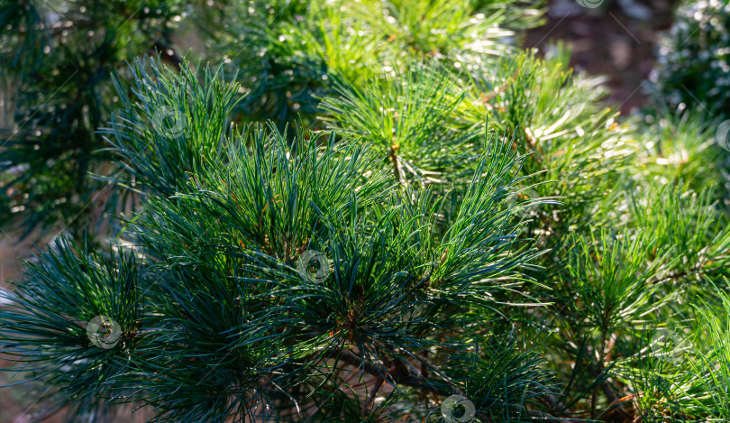 Скачать Красивый макрос из зеленых и серебристых иголок сосны Pinus parviflora Glauca. Оригинальная текстура натуральной зелени. Природная концепция дизайна для Счастливого Рождества и Нового года фотосток Ozero