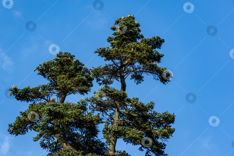 Скачать Испанская ель (Abies pinsapo) с большими зелеными шишками на верхушке в Массандровском парке Ялты, Крым. Красивое хвойное дерево на фоне голубого неба. Есть место для текста. фотосток Ozero