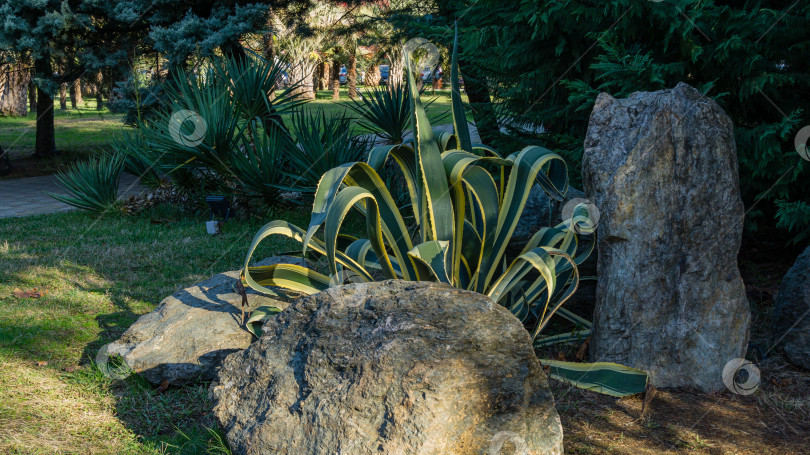 Скачать Американская агава (Agave americana) в полоску с крупными серыми камнями в пейзаже осеннего городского парка Сочи. Это вид растений рода Агава, подсемейства Агавовые, семейства спаржевых фотосток Ozero