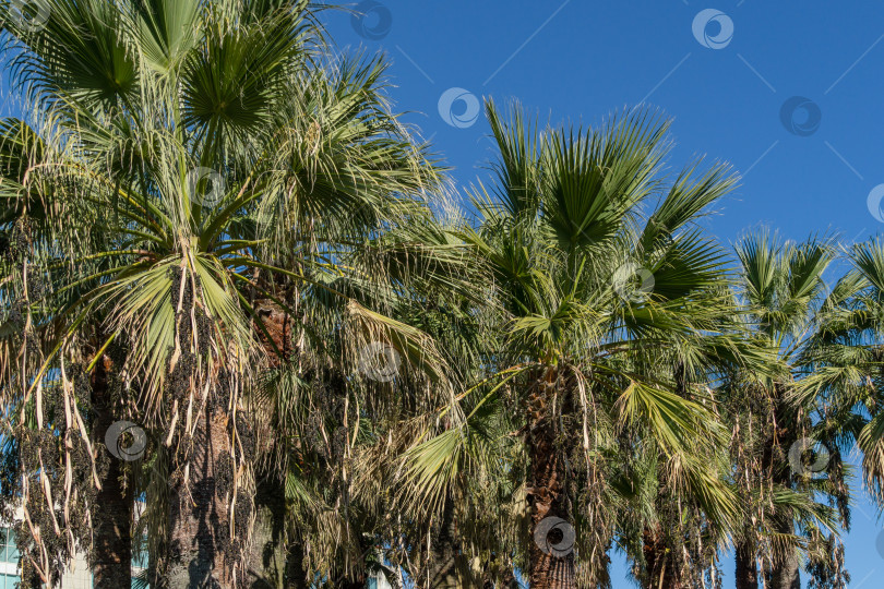 Скачать Крупный план зеленых листьев пальмы Washingtonia filifera, широко известной как калифорнийская веерная пальма в Сочи. фотосток Ozero