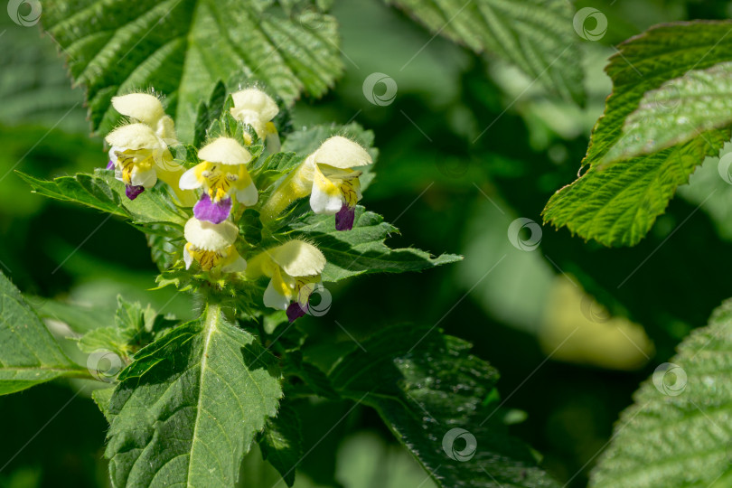 Скачать Galeopsis speciosa, крупноцветковая конопляно-крапивная или эдмонтонская конопляно-крапивная крапива. Желтые с фиолетовым красивые цветы в дикой природе. Выборочный фокус. Здесь есть место для вашего текста. фотосток Ozero