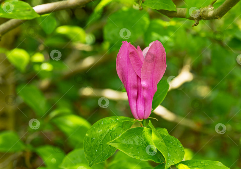 Скачать Красивый розовый бутон магнолии Сьюзен (Magnolia liliiflora x Magnolia stellata) в саду. Избирательный подход. Концепция природы для дизайна фотосток Ozero