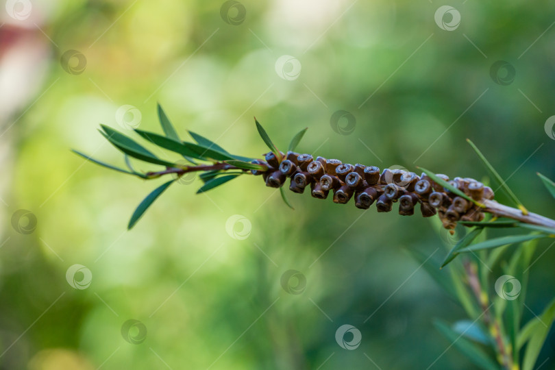 Скачать Коробочки с семенами каллистемона (Callistemon rigidus, возможно, citrinus) на ветке на красивом зеленом фоне боке. Куст каллистемона в Сочинском парке. Выборочный фокус крупным планом. Концепция природы с пространством для копирования фотосток Ozero