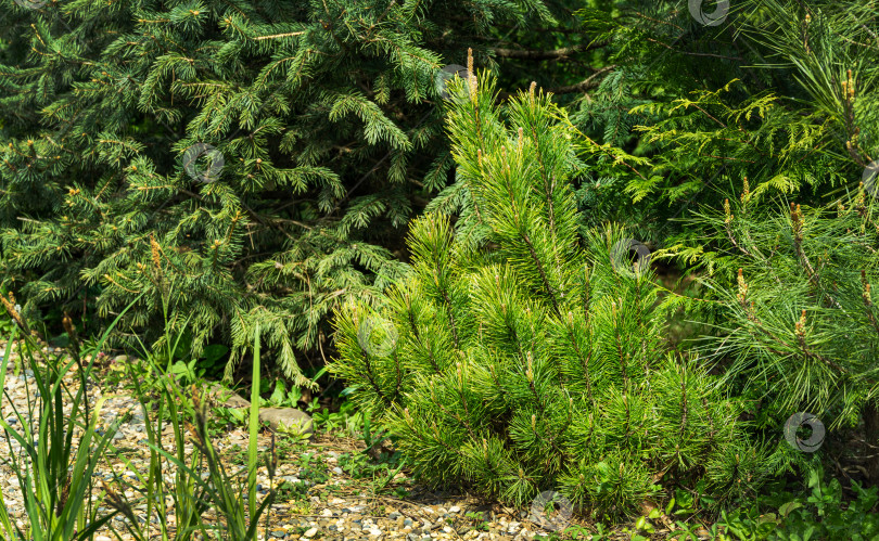 Скачать Pinus mugo Ophir с красивыми молодыми побегами. Карликовая горная сосна золотистого сорта на берегу мелкой яркой гальки в солнечный весенний день. Место для вашего текста фотосток Ozero