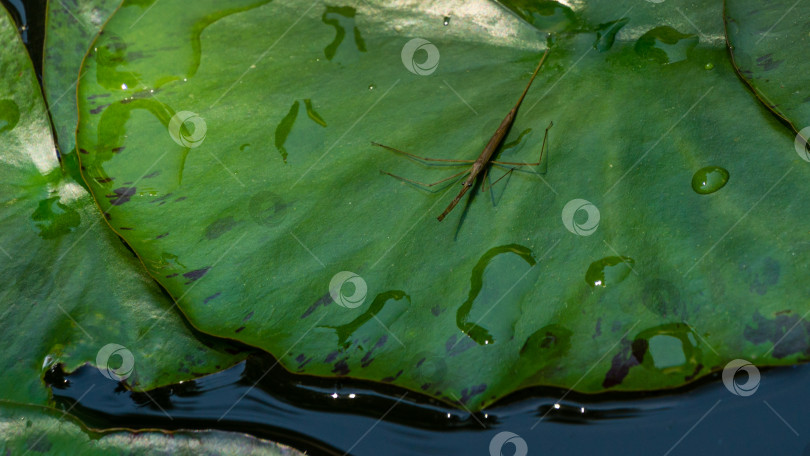 Скачать Ranatra linearis - Водяная палочница сидит на зеленом влажном листе водяной лилии. Крупный план Ranatra linearis - водного жука из семейства Nepidae в естественной среде обитания в садовом пруду. фотосток Ozero