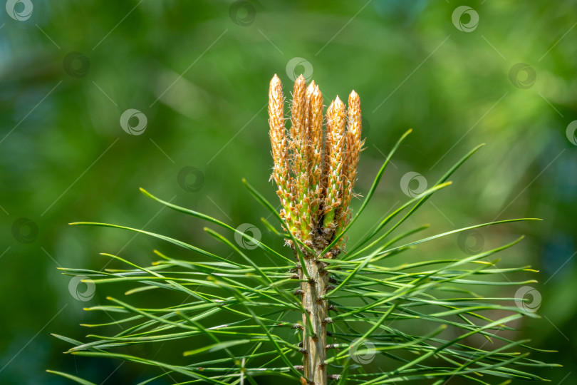 Скачать Молодые побеги на верхушке молодой сосны Pinus silvestris на фоне вечнозеленых растений. Солнечный день в весеннем саду фотосток Ozero