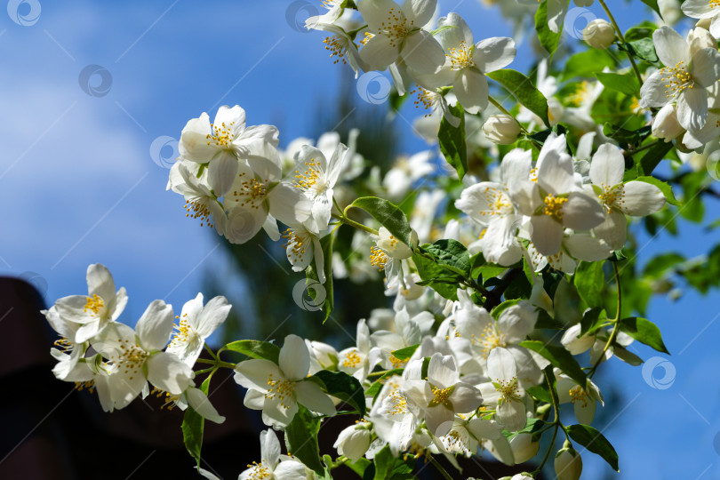 Скачать Красивые весенние цветы жасмина Philadelphus lewisii на кусте на фоне голубого неба в солнечном свете в саду. Выборочный фокус. Удивительно естественная композиция. Есть место для вашего текста фотосток Ozero