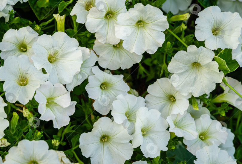 Скачать Крупный план красивых белых цветущих цветов петунии (Petunia hybrida). Летний цветочный пейзаж, свежие обои и концепция фона природы фотосток Ozero