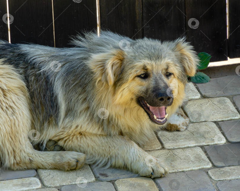 Скачать Портрет улыбающейся пушистой бездомной собаки серого цвета. Бездомная собака лежит на дороге фотосток Ozero