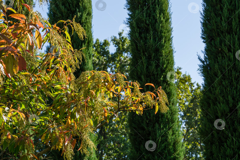 Скачать Кислое дерево (Oxydendrum arboreum) крупным планом с красными листьями и желтыми семенами на фоне голубого неба и Cupressus sempervirens или средиземноморского кипариса. В городском парке Краснодара или парке Галицкого осенью 2020 года фотосток Ozero