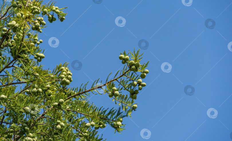 Скачать Крупный план шишек и изящной листвы лысого кипариса Taxodium Distichum (болотного, белого кипариса, заливного или приливного красного кипариса) в общественном ландшафтном городском парке Краснодара или парке Галицкого осенью 2020 года фотосток Ozero