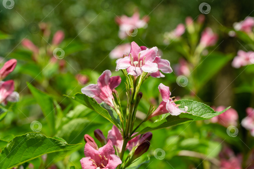 Скачать Мягкий крупный план цветущей вейгелы гибридной розовой. Выборочный фокус и крупный план красивых ярко-розовых цветов на фоне вечнозеленых растений в декоративном саду. Концепция природы для дизайна фотосток Ozero
