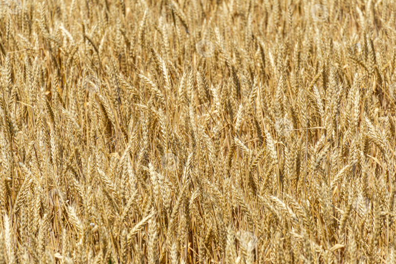 Скачать Крупным планом золотистые спелые колосья пшеницы в поле, сельская местность. Солнечный летний день во время сбора урожая пшеницы крупным планом. Сельскохозяйственный пейзаж. Летний пейзаж, свежие обои, концепция фона природы фотосток Ozero