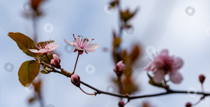 Скачать Дерево Prunus Cerasifera Pissardii цветет розовыми цветами. Весенняя веточка вишни, Prunus cerasus на размытом фоне природного сада. Выборочный фокус. Свежие обои, концепция фона природы фотосток Ozero