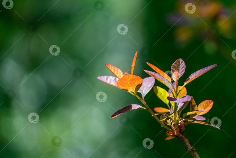 Скачать Cotinus coggygria Королевский фиолетовый (Rhus cotinus, европейское дымчатое дерево) с молодыми красными и фиолетовыми листьями на ярко-зеленом фоне. Концепция природы для дизайна. Место для вашего текста. Выборочный фокус фотосток Ozero