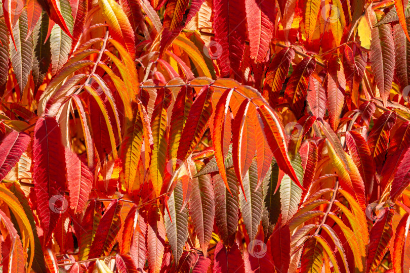 Скачать Бесшовный естественный фон для фотографий с осенними листьями Rhus typhina (сумах рогатый, Anacardiaceae). Красные, оранжевые, желтые и зеленые листья сумаха. фотосток Ozero