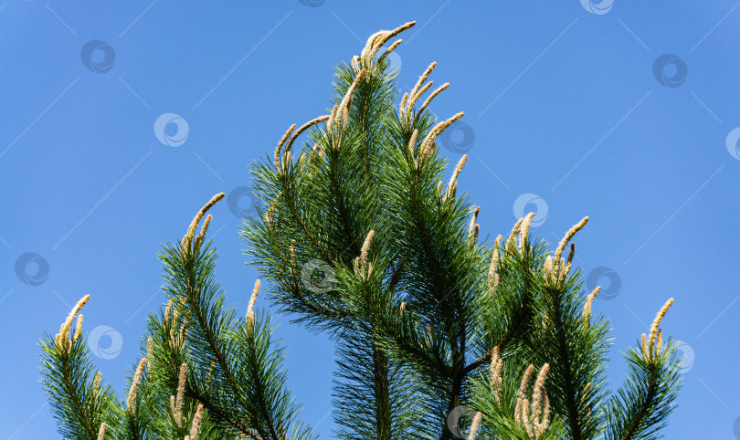 Скачать Молодые побеги на верхушке австрийской сосны (Pinus nigra) или черной сосны обыкновенной. Яркие длинные побеги на фоне голубого неба. Естественный цветочный пейзаж, свежие обои. фотосток Ozero