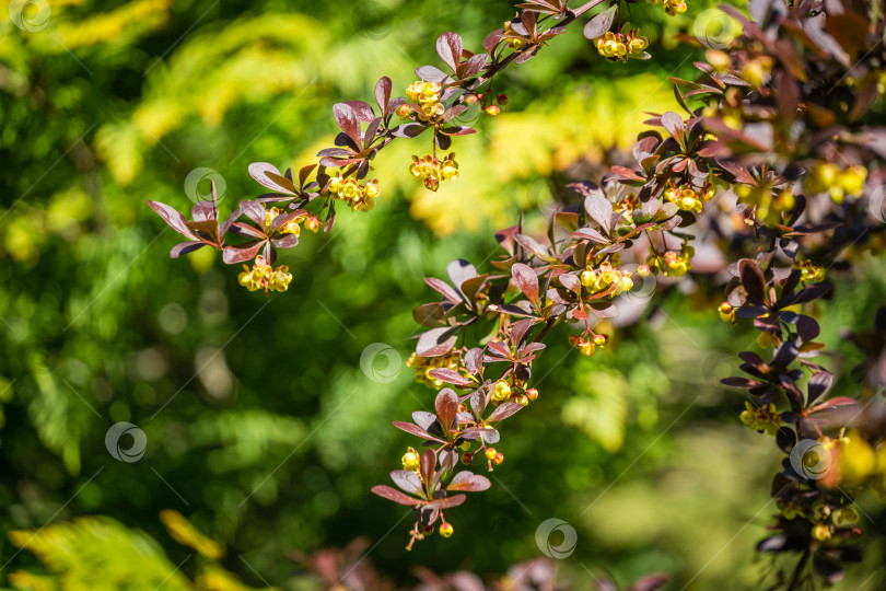 Скачать Мягкий акцент на красивых весенних цветах Berberis thunbergii Erecta blossom. Макрос крошечных желтых цветов на элегантном фоне зеленой листвы в стиле боке. Концепция природы для дизайна. Место для вашего текста фотосток Ozero