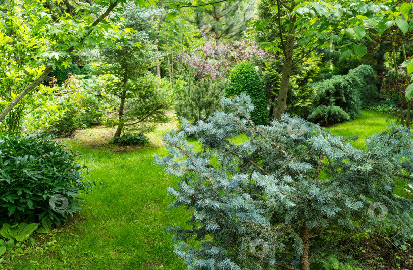 Скачать Серебристо-голубая ель Picea pungens Hoopsii станет украшением любого сада. В сочетании с вечнозелеными растениями и желтой туей смотрится очень эффектно. Избирательная направленность. фотосток Ozero