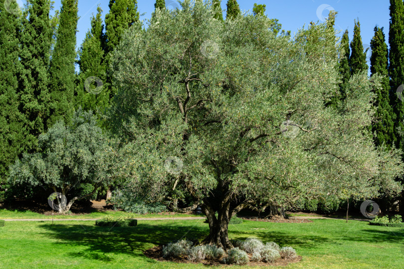 Скачать Прекрасные оливковые деревья (Olea europaea) в реликтовой 200-летней оливковой роще в ландшафтном парке Айвазовского (Park Paradise) в Партените, Крым фотосток Ozero