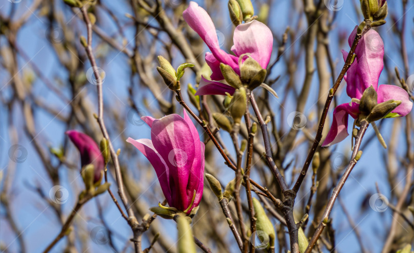 Скачать Красивая цветущая магнолия Сьюзан (Magnolia liliiflora x Magnolia stellata) с крупными розовыми цветами и бутонами в весеннем саду. Выборочный фокус. Природная концепция дизайна фотосток Ozero
