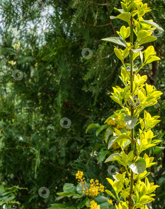 Скачать Euonymus japonicus Aureo-Marginata с пестрыми зелено-желтыми листьями на размытом зеленом фоне. Элегантный фон для естественного дизайна. Выборочный мягкий фокус, место для текста. фотосток Ozero