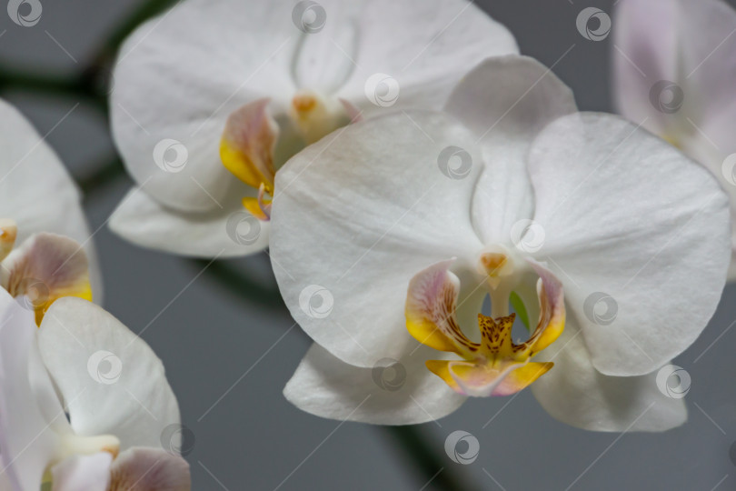 Скачать Крупным планом белый цветок орхидеи фаленопсис, известный как орхидея мотылька или Фал, на сером фоне. фотосток Ozero