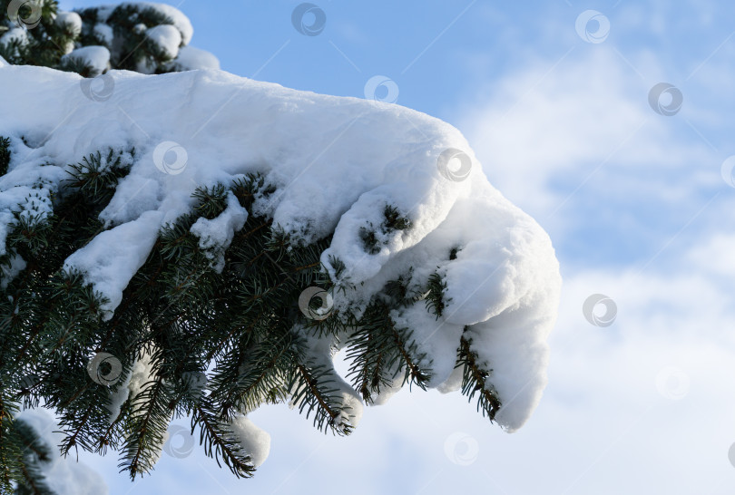 Скачать Ветка ели Picea omorika (сербская ель) под белым пушистым снегом на фоне голубого неба. Ветка с короткими полосатыми иголками. Концепция природы для волшебной темы Нового года и Рождества фотосток Ozero