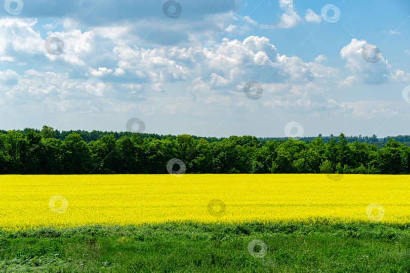 Скачать Природный вид на ярко-желтое поле масличного рапса. Скопируйте место для текста, используя в качестве естественного фона, цветочный пейзаж, экологическую концепцию фотосток Ozero