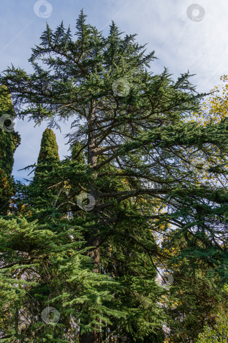 Скачать Большой гималайский кедр (Cedrus Deodara, Деодар) на фоне вечнозеленых растений в городском парке города-курорта Сочи. фотосток Ozero