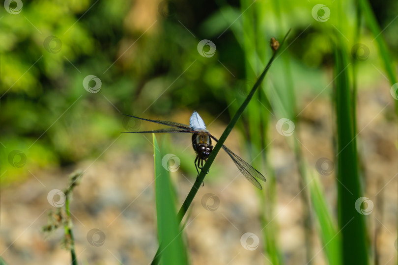 Скачать Широкотелый самец стрекозы-охотника (Libellula depressa) с большими прозрачными крыльями и светло-голубым телом сидит на стебле тростника на размытом зеленом фоне. Выборочный макрофокусный снимок насекомого. фотосток Ozero