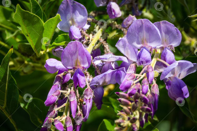Скачать Муравьи заселяют тлей цветущую фиолетовую глицинию, китайскую или японскую глицинию в весеннем саду. Элегантная природная концепция дизайна. Крупный план цветов сирени. фотосток Ozero