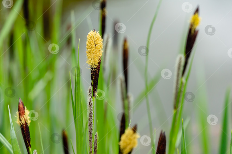 Скачать Цветущая осока Carex nigra (Carex melanostachya) Черная или обыкновенная осока на берегу садового пруда фотосток Ozero